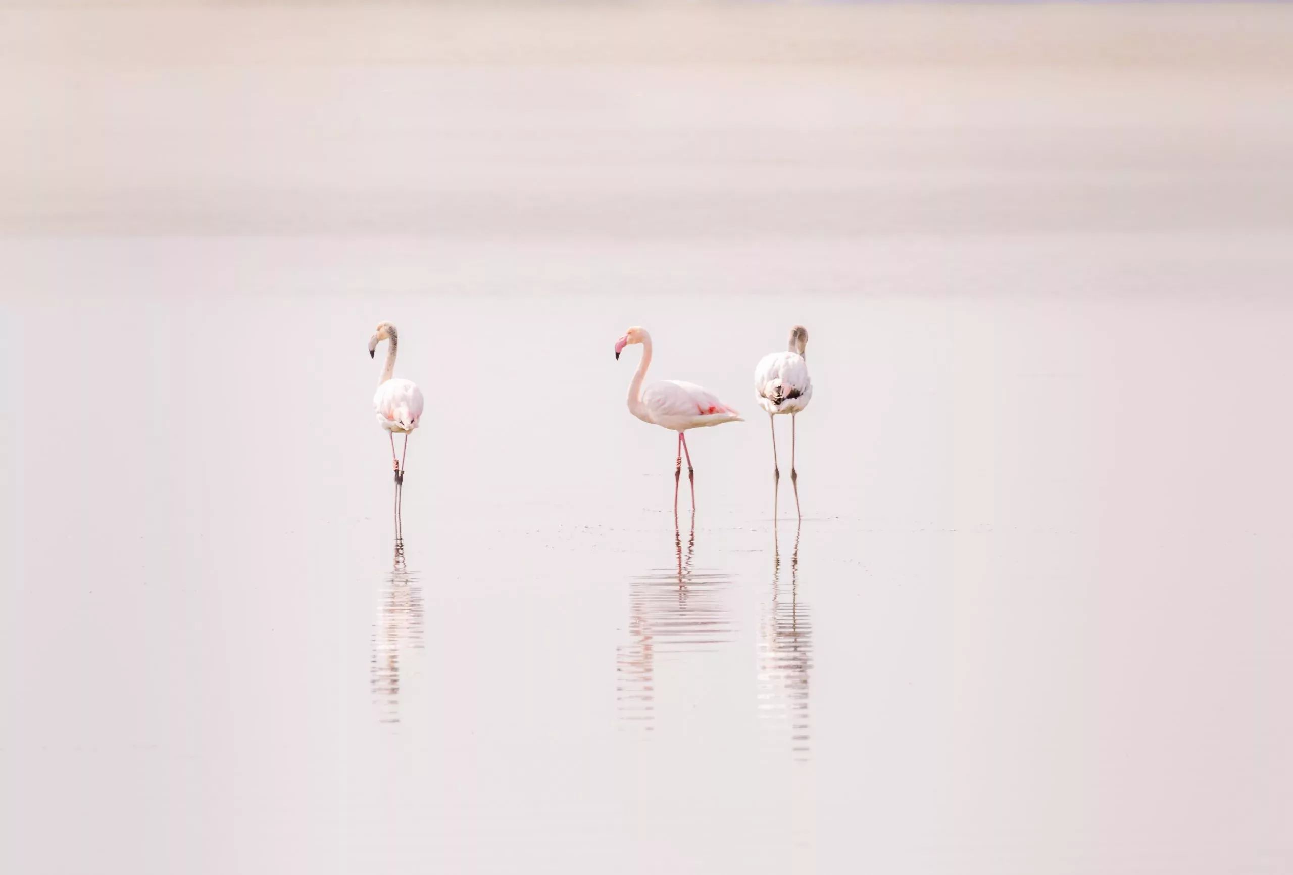 Flamingo's op Goeree-Overflakkee