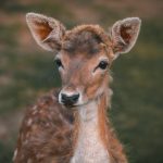 Bambi - Park Zestienhoven