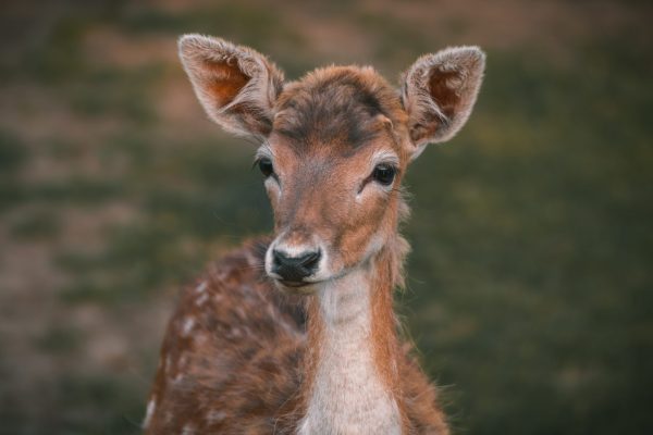 Bambi - Park Zestienhoven
