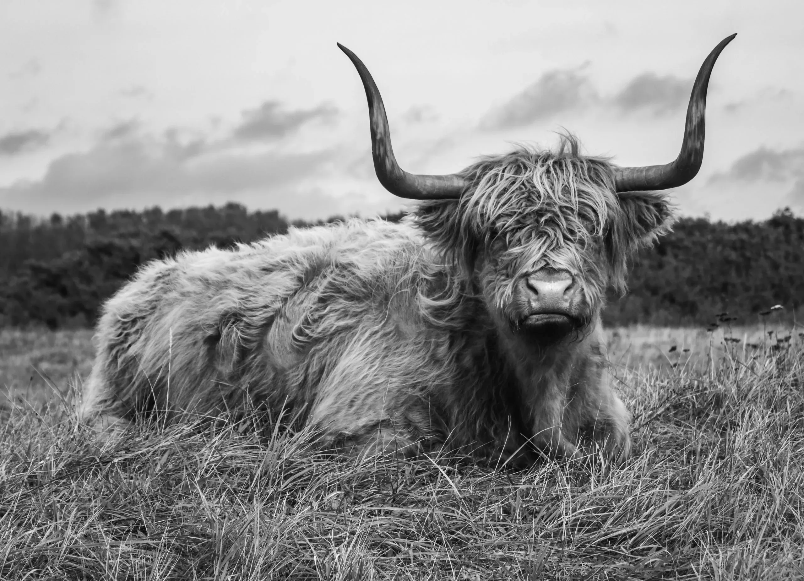 Imposante Schotse Hooglander (zwart/wit)