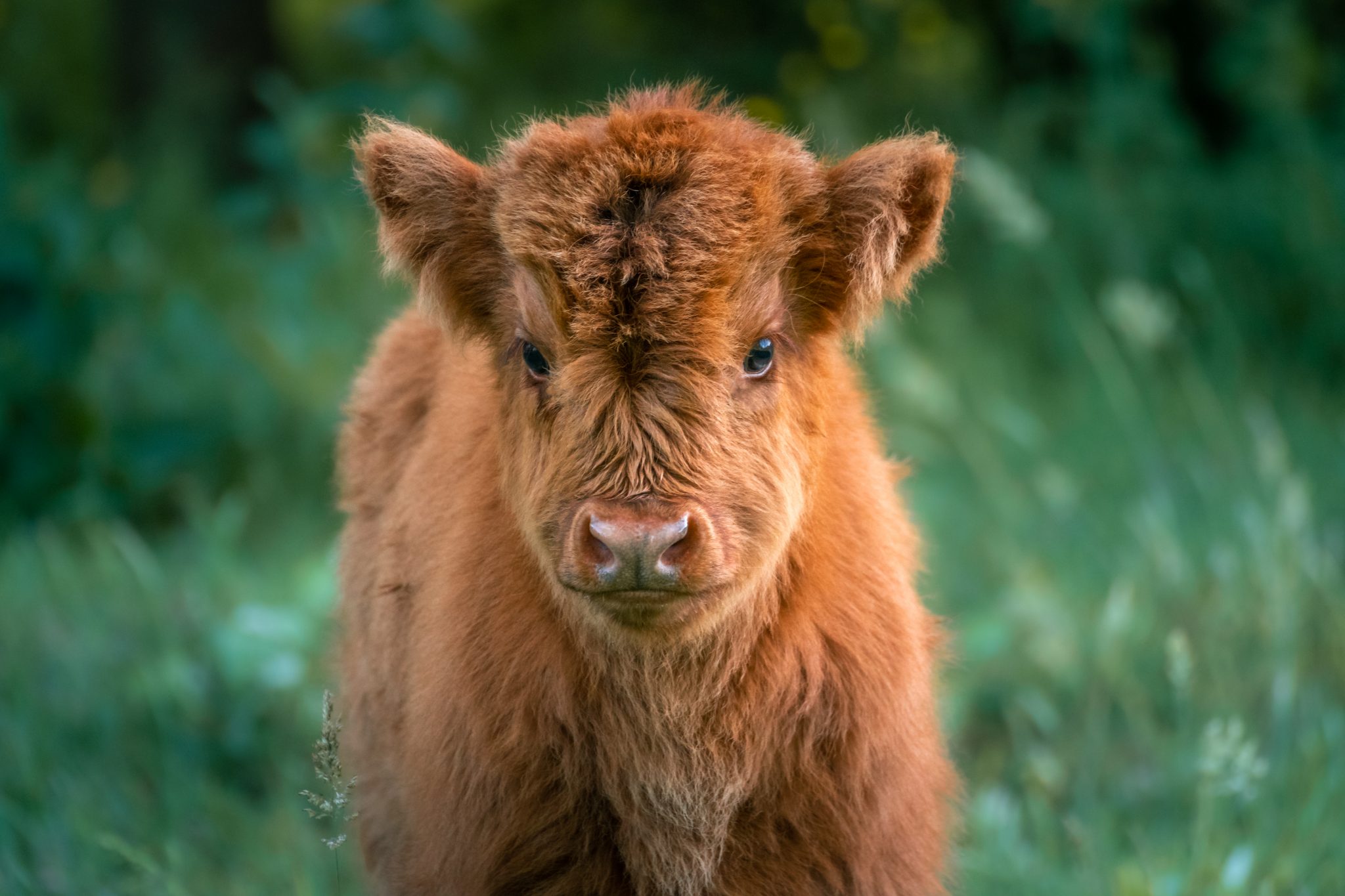 Schotse Hooglander Kalfje Arisca Photography