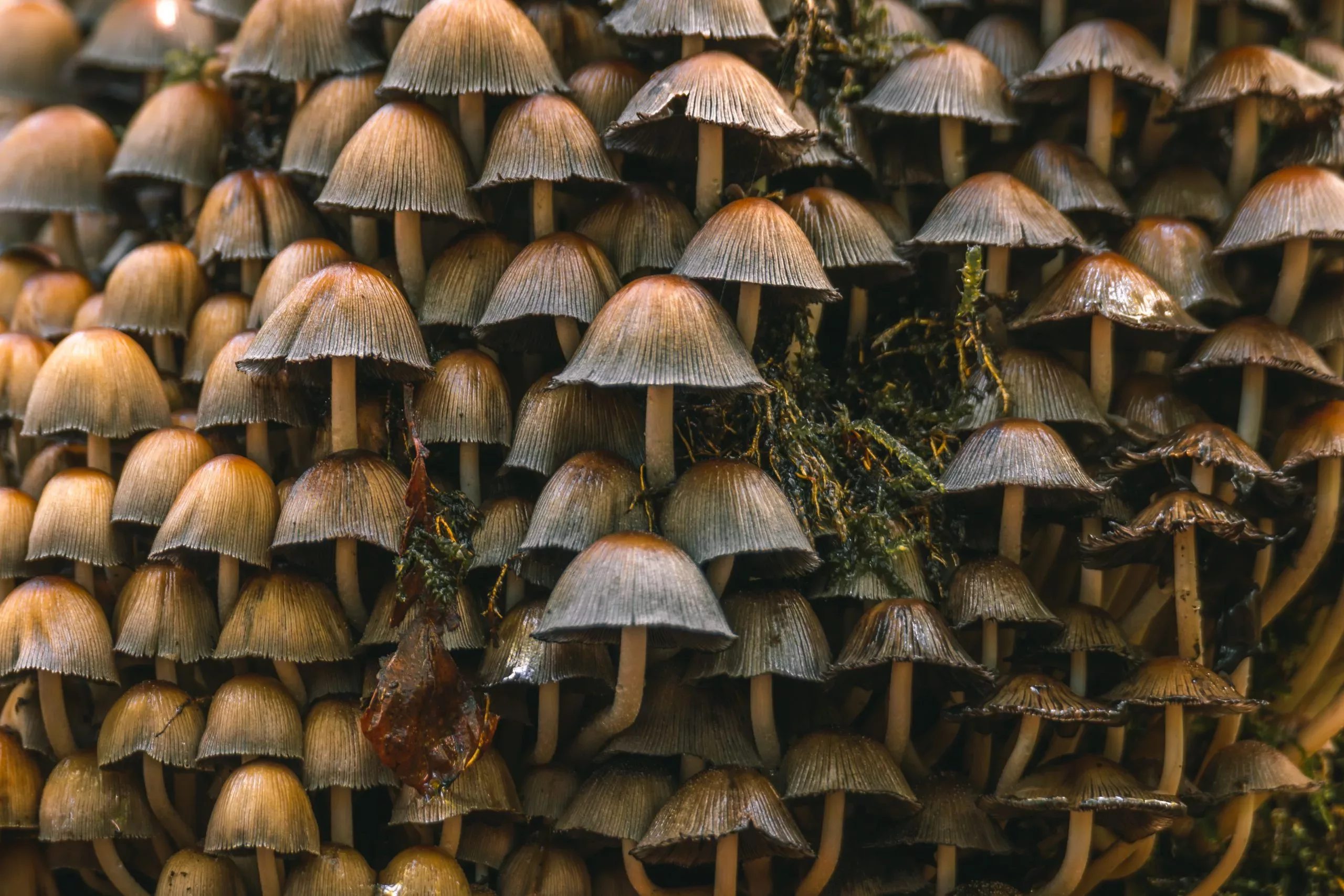 De paddenstoelen flat
