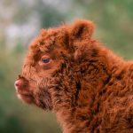 Baby Schotse Hooglander koe