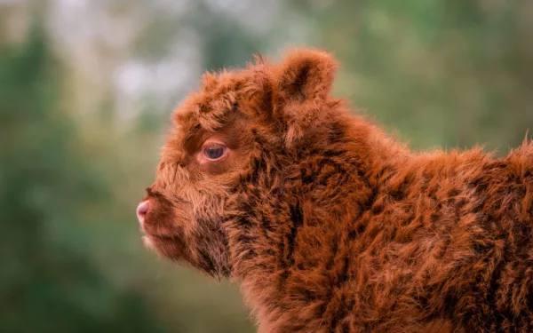 Baby Schotse Hooglander koe