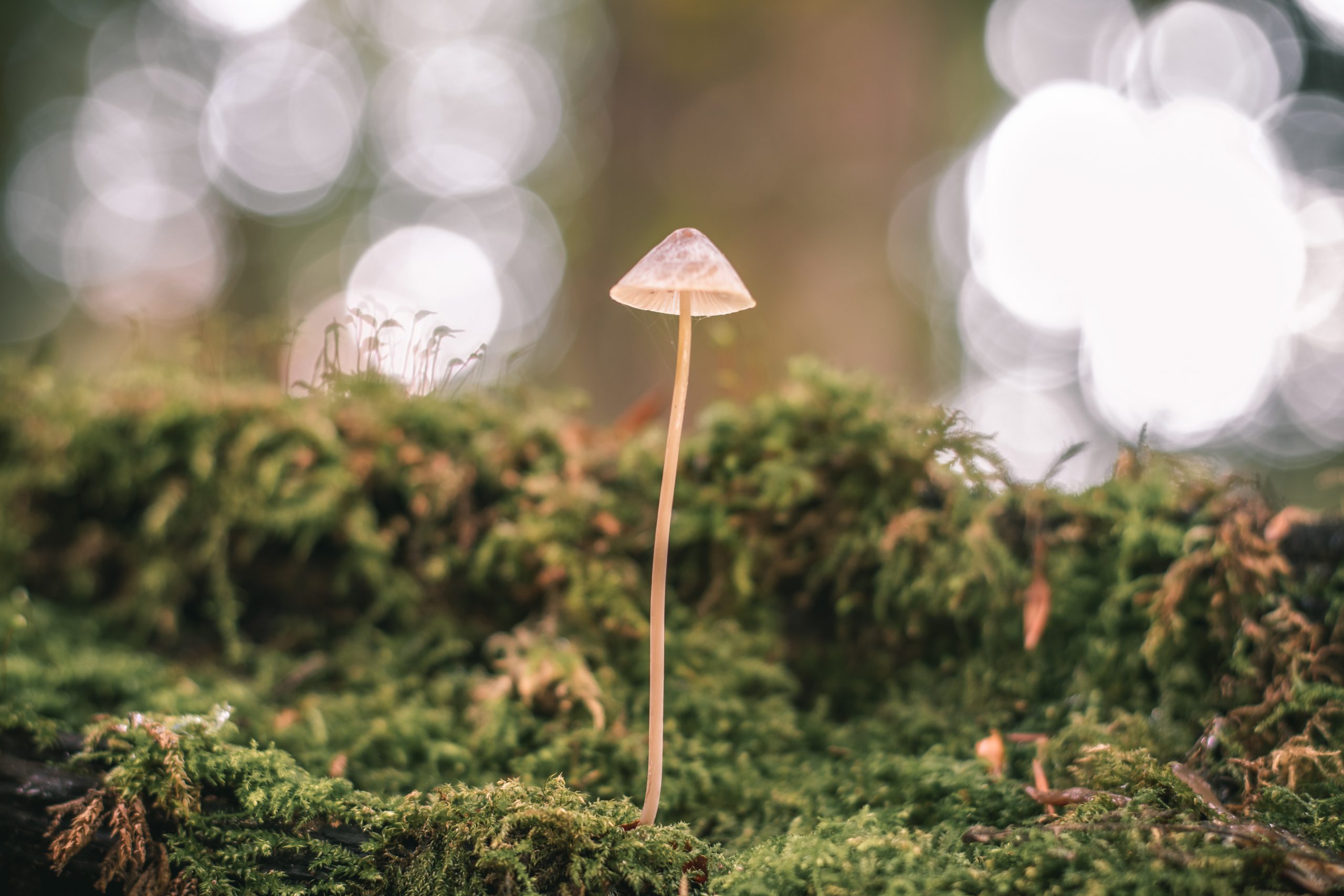 Een paddenstoel sprookje