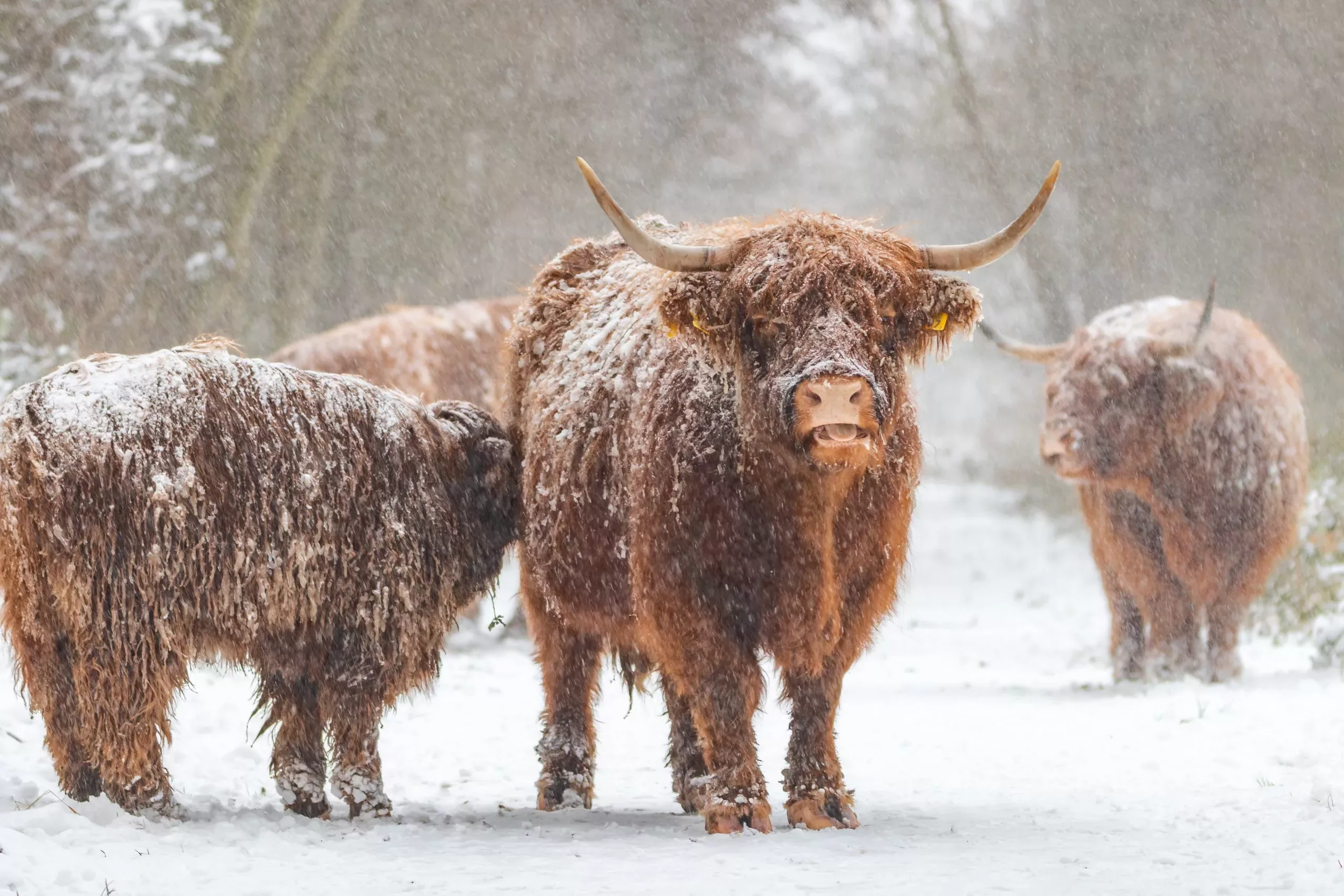 Kudde Schotse Hooglander in de sneeuw