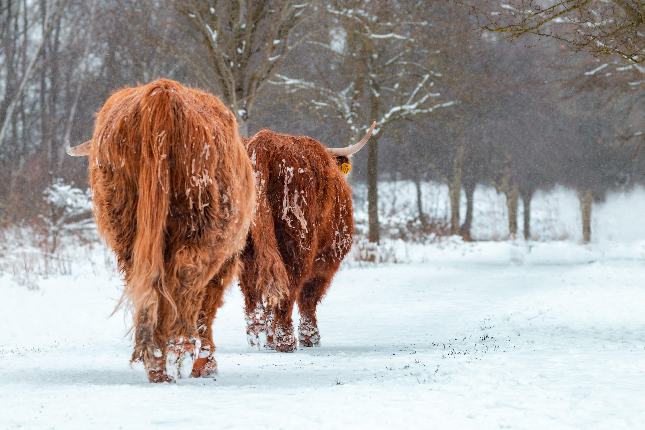 Schotse hooglanders wandelen door de sneeuw