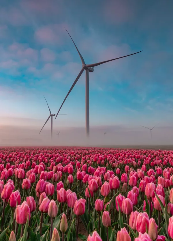 Windmolens en tulpen, lekker Hollands
