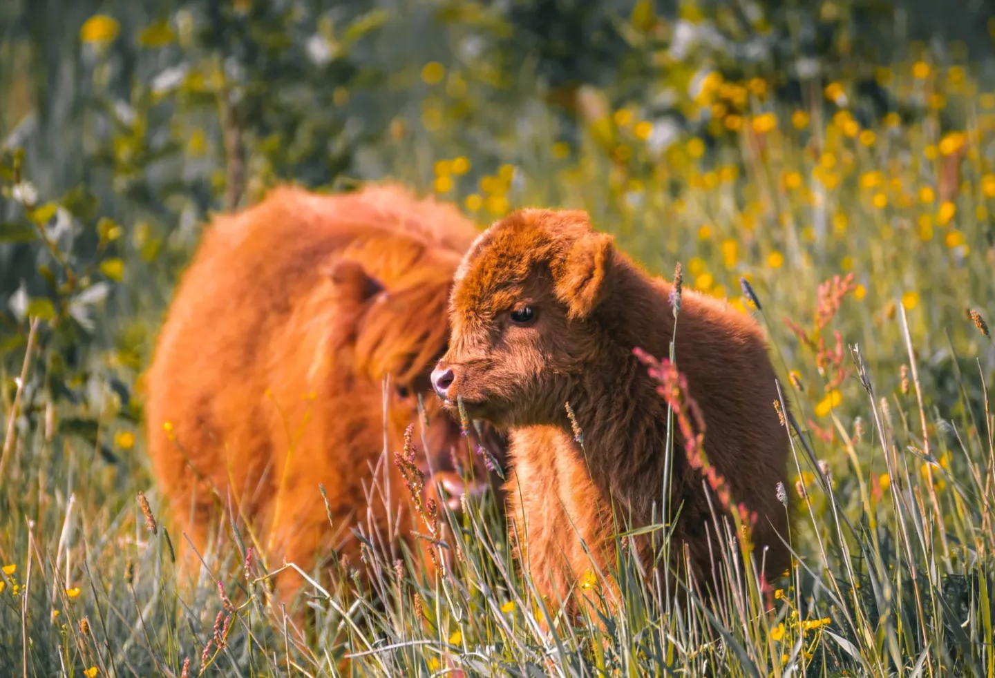Baby koe met mama koe tussen het gras