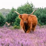 Schotse hooglander loopt tussen de paarse heide - Westerheide