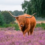 Schotse Hooglander op de paarse heide