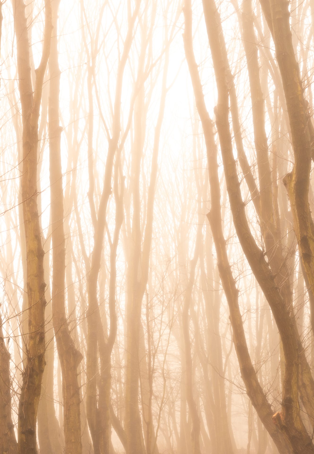 Het gouden uurtje tijdens een mistige morgen in het bos