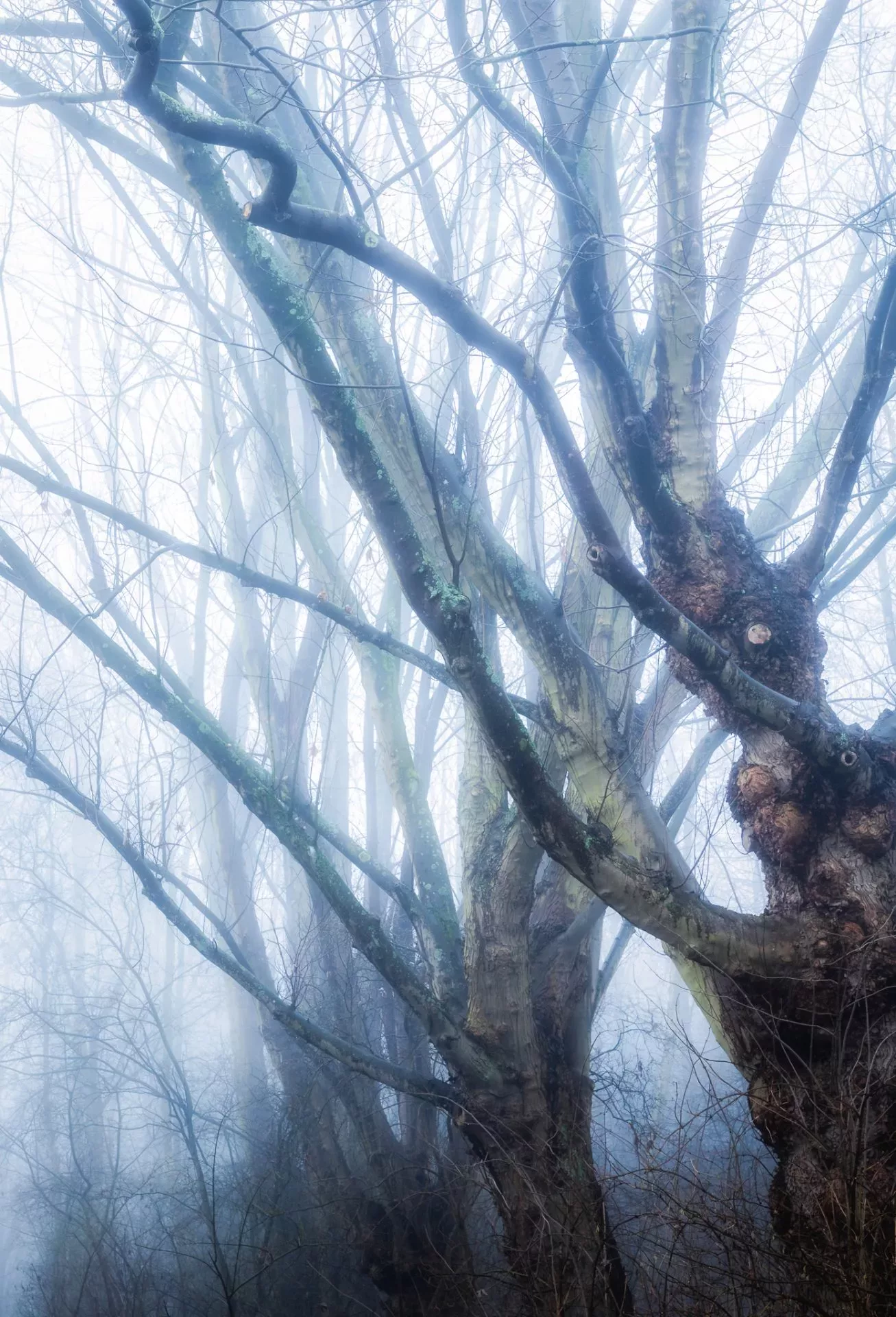 Oude bomen in de mist