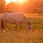 Grazende paarden in het gouden licht