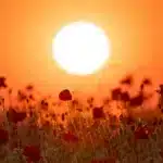De zon gaat onder in het poppy veld (klaproos)
