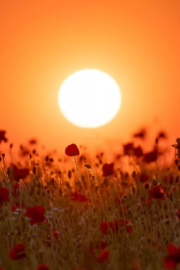 De zon gaat onder in het poppy veld (klaproos)