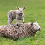 Lammetje op mama schaap