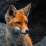 Portret van een vos