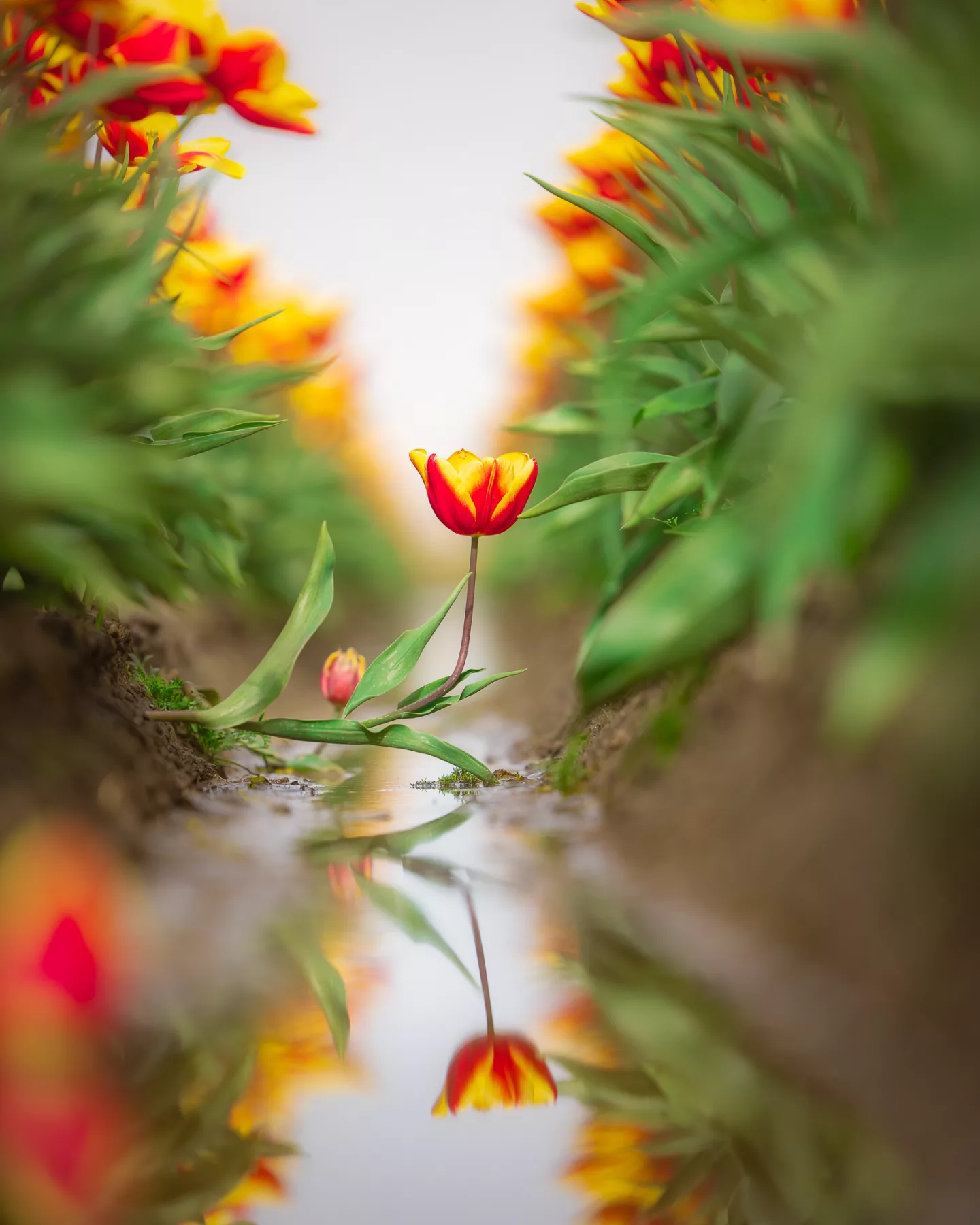 De tulpen reflectie
