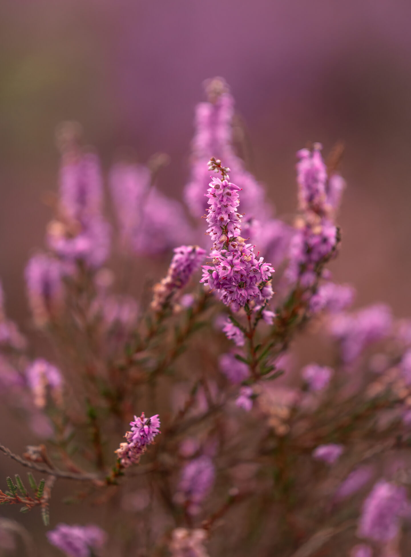 Een close-up van de heide