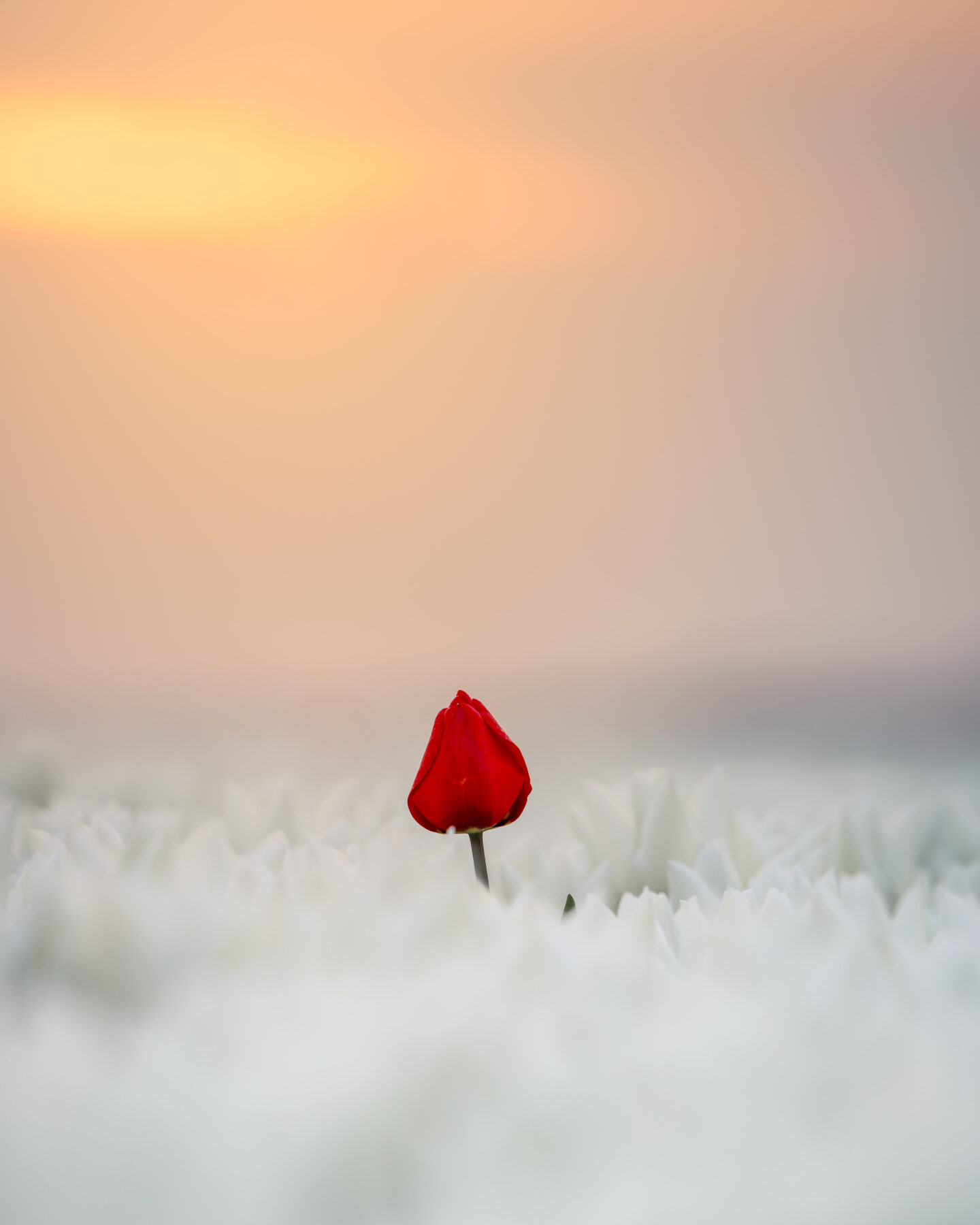 De opvallende tulp