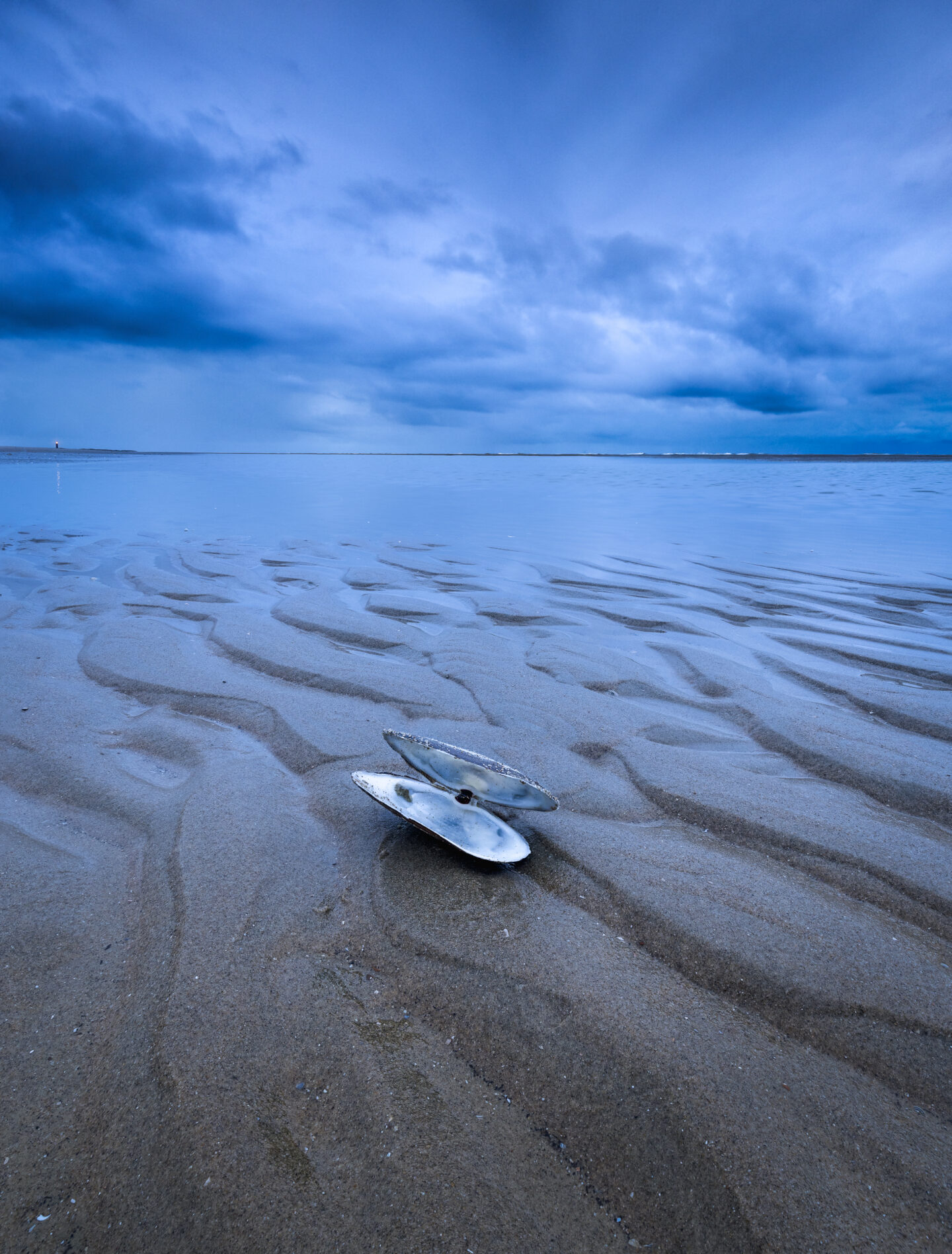 De open schelp op het strand