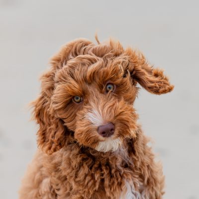 Labradoodle Mikki - Portret